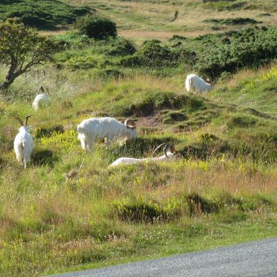 Wild Mountain Goats On The Great Orme